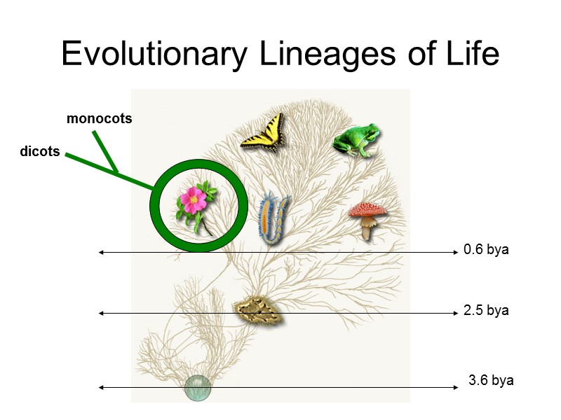 Evolutionary Lineages of Life dicots monocots 3.6 bya 2.5 bya 0.6 bya